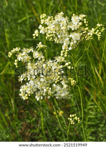 Similar – Image, Stock Photo Meadowsweet blooms creamy white and smells