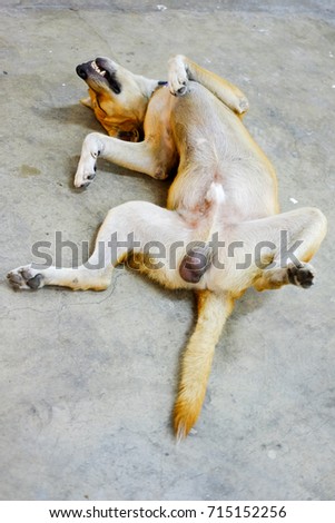dog laying on back dog laying on back