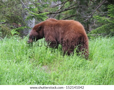 Brown Bear Eating Grass