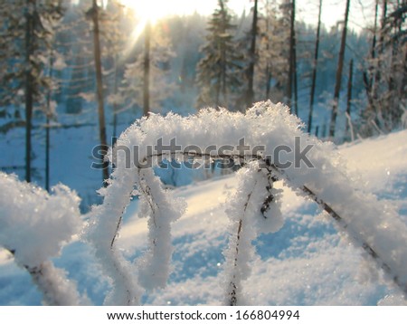 Frosty snowflakes in the coniferous forest on the eve of New Year in Siberia