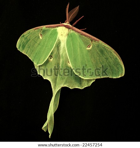 Luna Moth, living, on black background