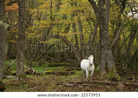 Free-roaming horse in the forests of Tierra del Fuego, South America. Wild capture.