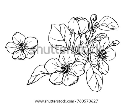 Ink, pencil,  the leaves and flowers of apple isolated. Line art transparent background. Hand drawn nature painting. Freehand sketching illustration. 