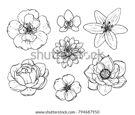 Ink Pencil Black And White Flower SketchTransparent Background Hand Drawn Nature