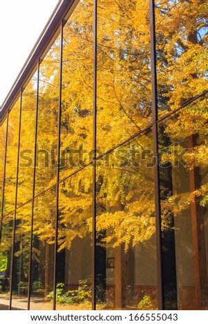 Ginkgo trees change color, angle the mirror at autumn