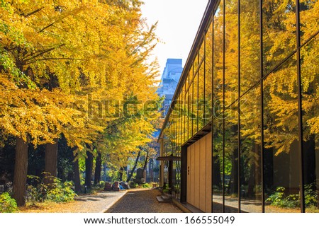 Ginkgo trees change color, angle the mirror at autumn