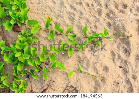 Ipomoea pes-caprae creeping all over the beach