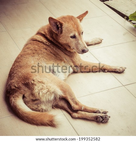 thai dog in home, process color
