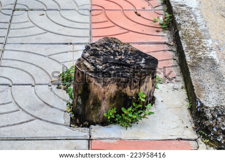 stump cut tree on sidewalk