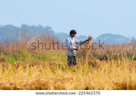 HOWRAH, WEST BENGAL / INDIA - DECEMBER 15TH 2013 : Unidentified Indian rural man working in the agriculture field in winter morning.  Agriculture is a major economic activity in India.