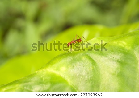 Single Red Ant on green leaf with green nature background