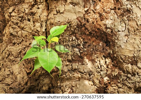New green leaves born on old tree, brown textured background , nature stock photo