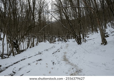 Similar – Foto Bild tief verschneiter lettischer Wald und Husky-Hund