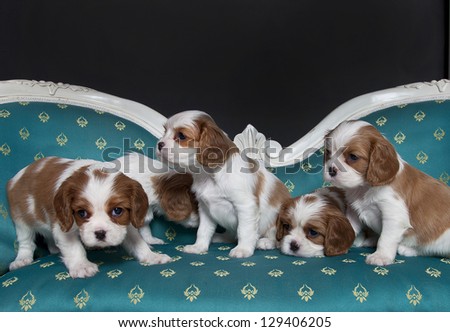 Cavalier King Charles Spaniel puppies on the sopha, cavalier king charles puppies