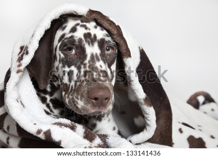 dalmatian dog portrait, dalmatian dog