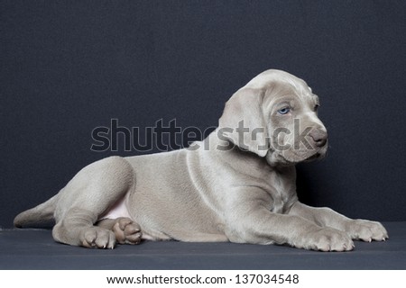 weimaraner puppy lying in front of black background, weimaraner puppy