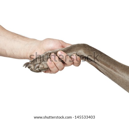 dog and human handshake, handshake