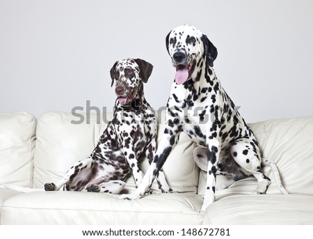 Two dalmatian dog sitting on sofa, dalmatian dogs
