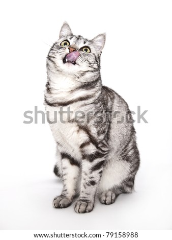 cat on white background, hungry cat