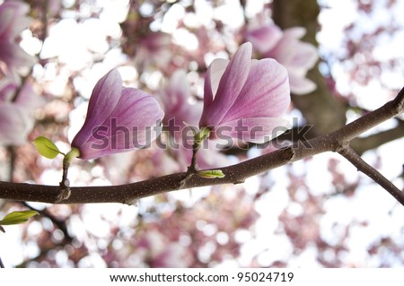 magnolia flower tree, magnolia tree