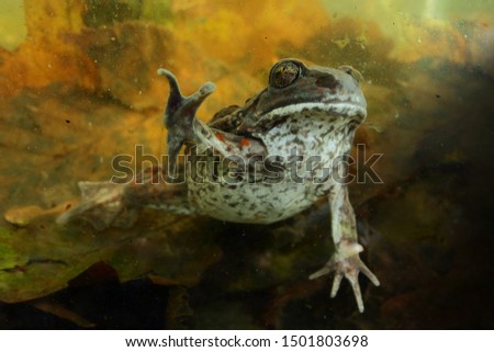 Similar – Image, Stock Photo Toad in the water