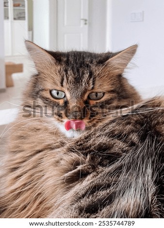 Similar – Image, Stock Photo black cat licks his paw