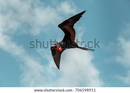 Similar – Image, Stock Photo Flying male frigate bird in the Galapagos Islands