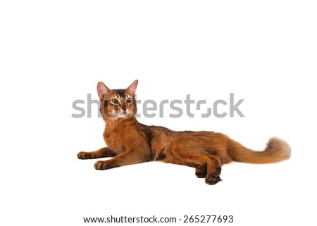 Somali cat on a white background. Cat lying.