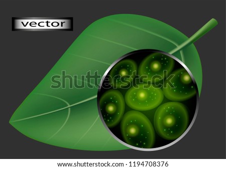 Vector illustration of increase under the microscope the leaf accent on the cells of a plant, macro increase life of microorganisms