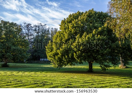A large oak tree in the park with a recently cut lawn.
