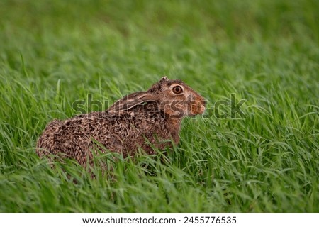 Similar – Image, Stock Photo Brown hare on a forest path has discovered the photographer