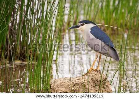 Similar – Image, Stock Photo Black crowned heron on wet ground