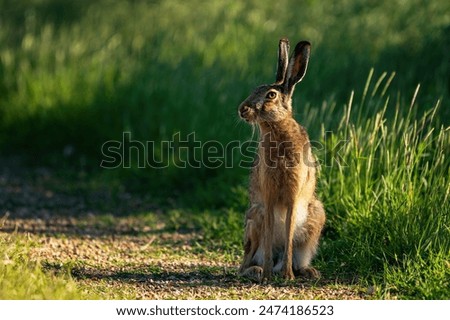 Image, Stock Photo Brown hare on a forest path has discovered the photographer