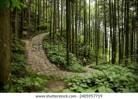 Similar – Image, Stock Photo Walking between tree + bark