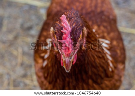 cock head close ups Cock head close ups