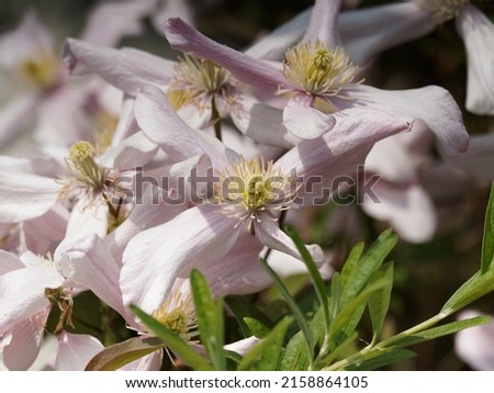 Clematis montana | Close-up of mountain clematis flowers four-petalled, white and pale pink, long yellow anthers above dark green leaves Foto stock © 