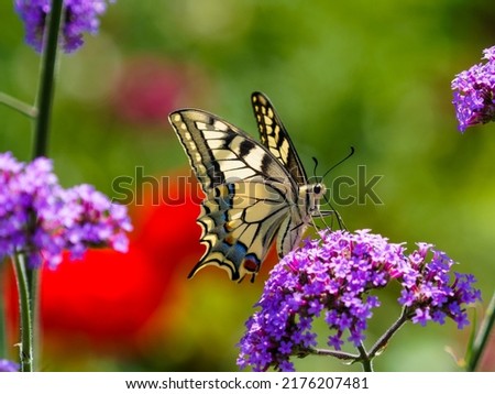 Image, Stock Photo Flight pause for butterflies