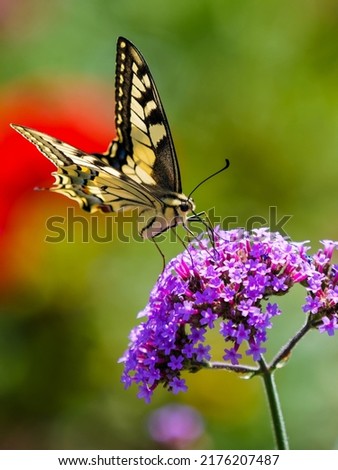 Similar – Image, Stock Photo Flight pause for butterflies