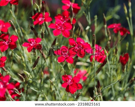 Similar – Image, Stock Photo Flashing lights Plant