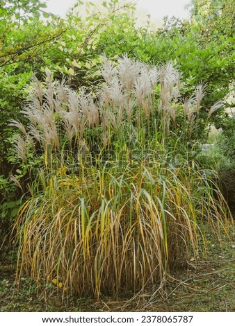 Image, Stock Photo reddish grasses Grass