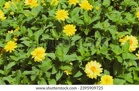 Similar – Image, Stock Photo Inflorescence of a zinnia; hybrid with white ray florets