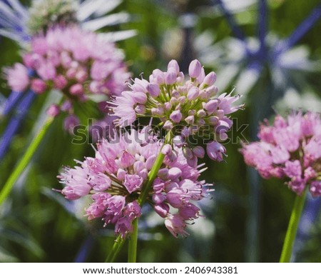 Similar – Image, Stock Photo Pink ornamental garlic with drops of water