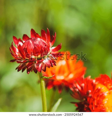 Similar – Image, Stock Photo Strawflower, red cultivar