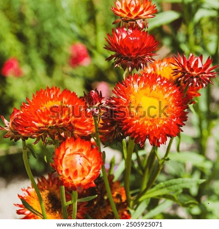 Similar – Image, Stock Photo Strawflower, red cultivar