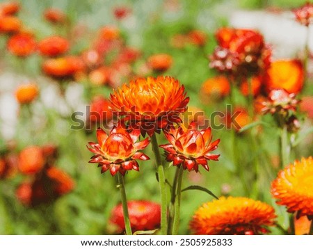 Similar – Image, Stock Photo Strawflower, red cultivar