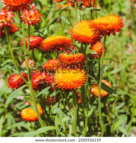 Similar – Image, Stock Photo Strawflower, red cultivar