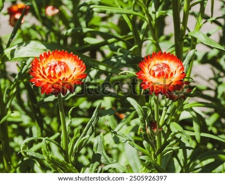 Similar – Image, Stock Photo Strawflower, red cultivar