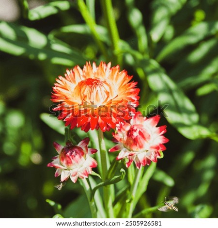 Similar – Image, Stock Photo Strawflower, red cultivar