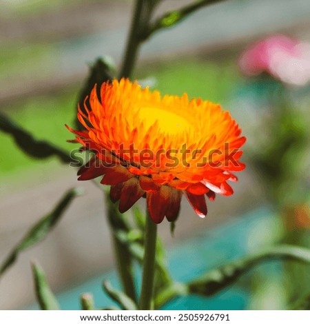 Similar – Image, Stock Photo Strawflower, red cultivar