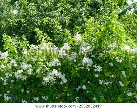 Foto Bild Kleine Heckenrose mit Vordergrund- und Hintergrundbokeh